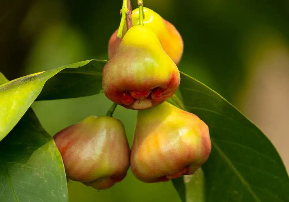 Fruit_